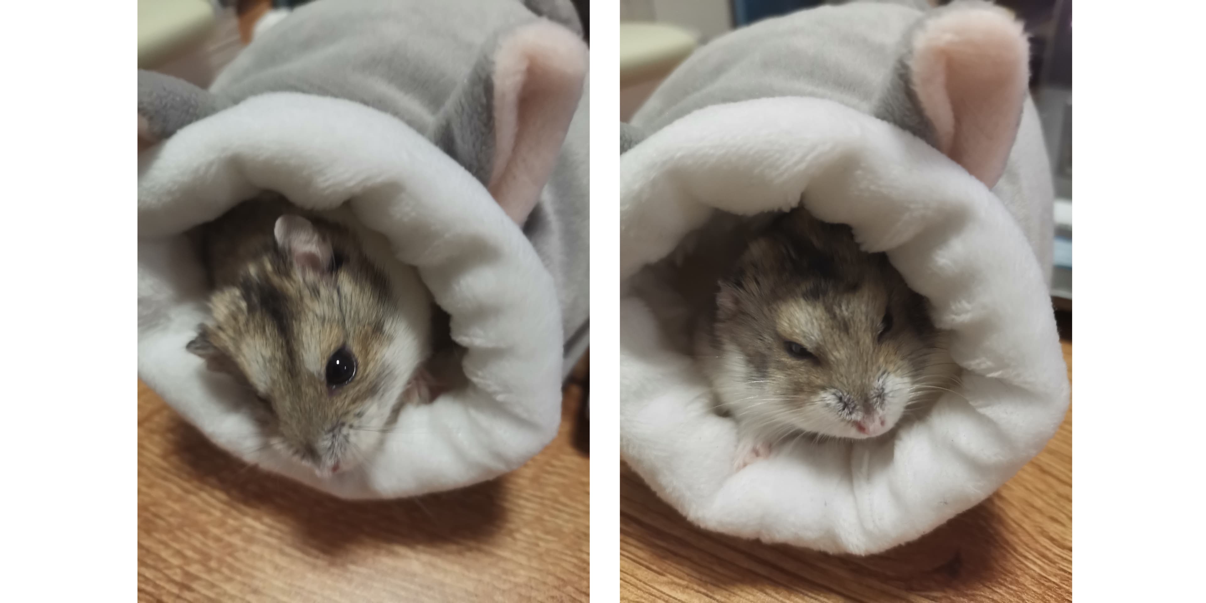 失去 ： 仓鼠小白